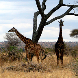 giraffes in tanzania