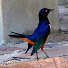 cool bird on safari