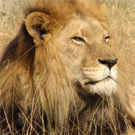 lions in tanzania