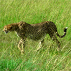 cheetah prowling