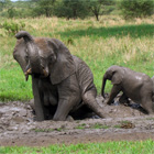 elephant safari tanzania