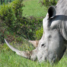 rhinocerus in tanzania