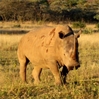 rhino on safari