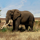 climbing mount kilimanjaro