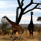 climbing mount kilimanjaro