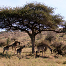 climbing mount kilimanjaro