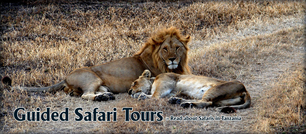 guided safari tours