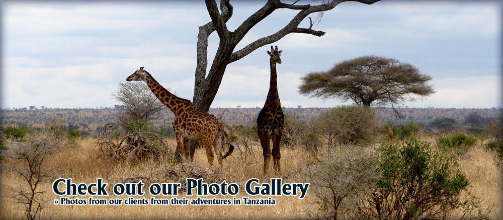 tanzania photo gallery