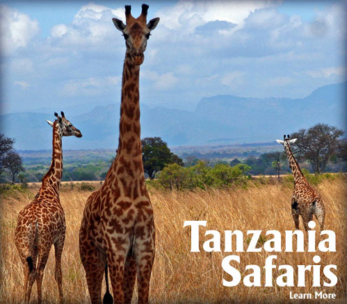 tanzania safaris